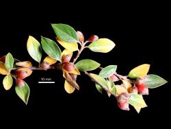 Cotoneaster amoenus: Fruit and autumn leaves.
 Image: D. Glenny © Landcare Research 2017 CC BY 3.0 NZ